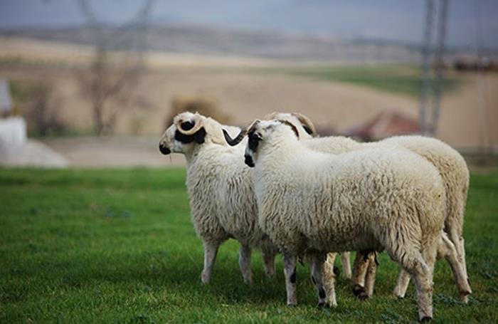 Yeşilköy Adak Kurban : Koyun Bakımı